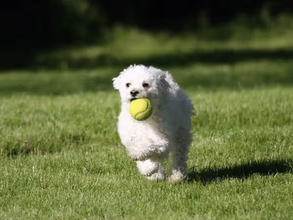 A puppy fetching a ball, representing the joys of puppy adoption or rescuing puppies