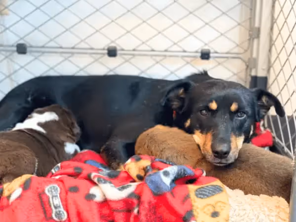 A dog with puppies, safely resting in Foothills Animal Shelter, a puppy shelter near Denver, Colorado