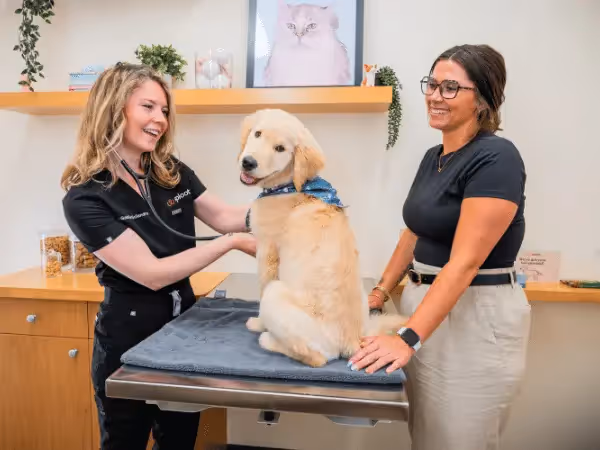A puppy getting a puppy exam, the next step after adoption from a puppy shelter in Denver, Colorado