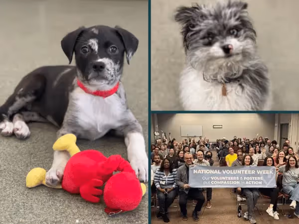 Photos of puppies for adoption and volunteers from the Anti-Cruelty Society, a puppy rescue in Chicago, Illinois