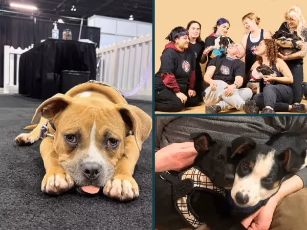 Photos of the team and puppies for adoption from Chicago Canine Rescue, a puppy rescue shelter in Chicago, Illinois