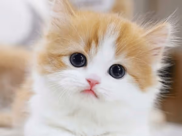 A cute kitten staring into the camera, representing kitten adoption in Denver from kitten rescues