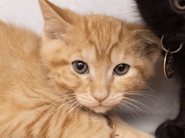 An adoptable kitten from Humane Colorado, a kitten rescue in Denver