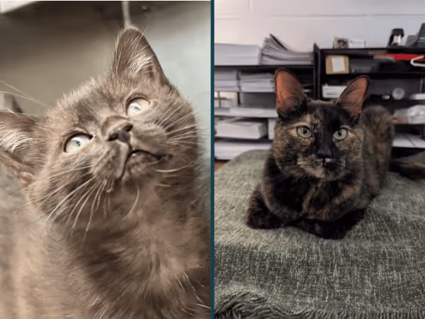 An adoptable cat and kitten from Foothills Animal Shelter, a kitten rescue in Denver
