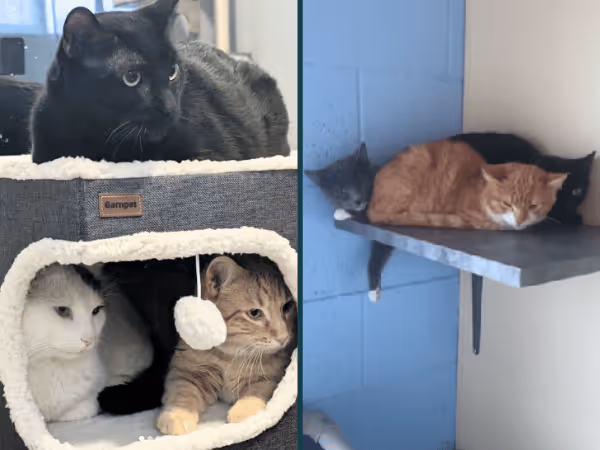 Adoptable cats and kittens from Cat Care Society, a kitten rescue in Denver