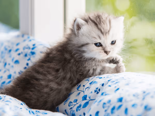 Close-up of a kitten looking out the window, representing kitten adoption from a kitten rescue in Chicago
