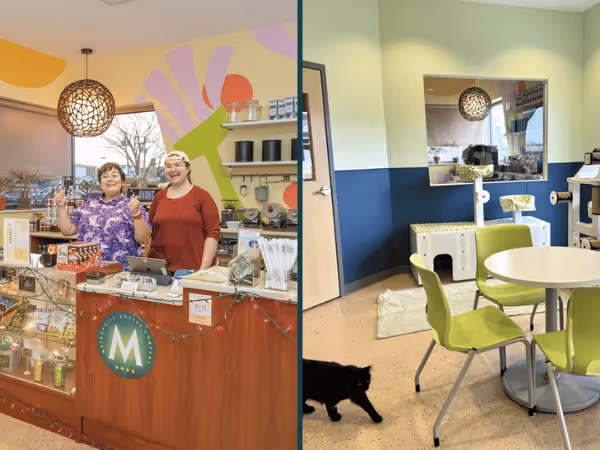 The cat cafe of Treehouse Humane Society, a cat and kitten rescue organization and shelter in Chicago