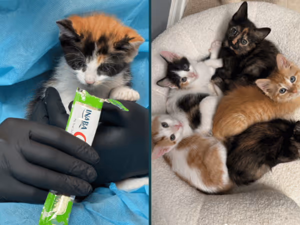 Adoptable kittens from the Anti-Cruelty Society, a kitten shelter and rescue organization in Chicago 
