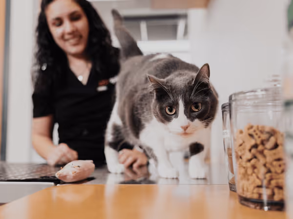 A cat brought to Sploot Vets, a vet clinic in Chicago that offers all-in-one care for cats and kittens of all ages