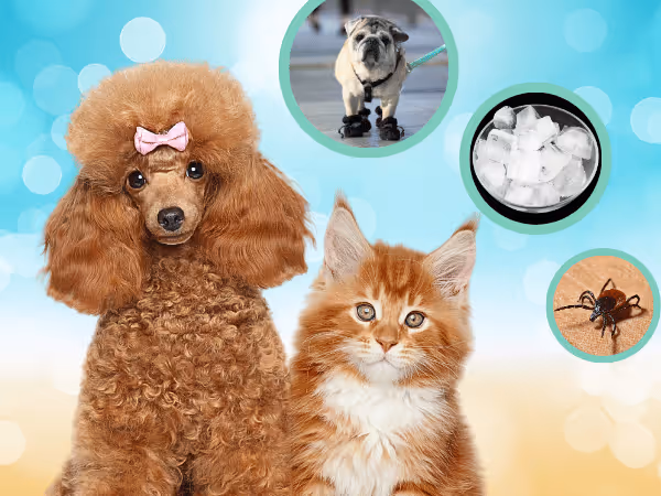 A dog and a cat with a summer background and images of ice cubes, dog shoes, and a tick, representing pet summer tips