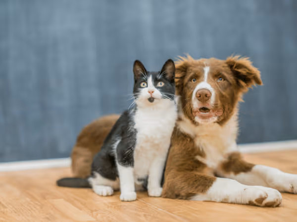 A dog and a cat being comfortable at home, representing pet summer tips to keep them comfortable during the warmer months