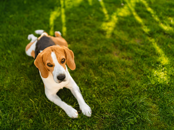 A dog relaxing in the yard on grass during summer, which stays cooler than concrete or dirt