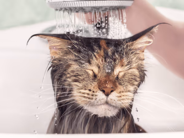 A cat being given a bath when needed, which is one of the important pet summer tips