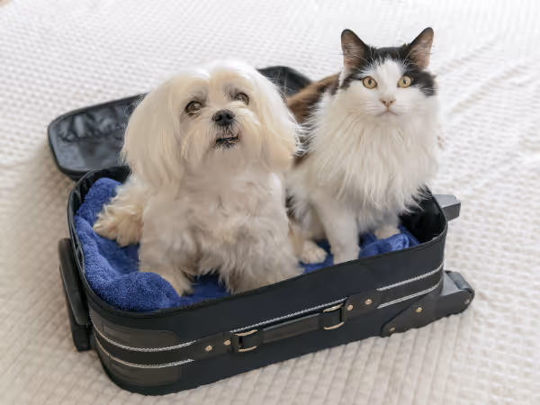 A dog and cat on luggage representing pet boarding, which is something to consider for summer