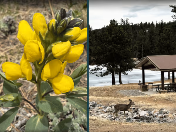 Wildflowers and the picnic area near Davis Ponds, a dog-friendly hike near Denver