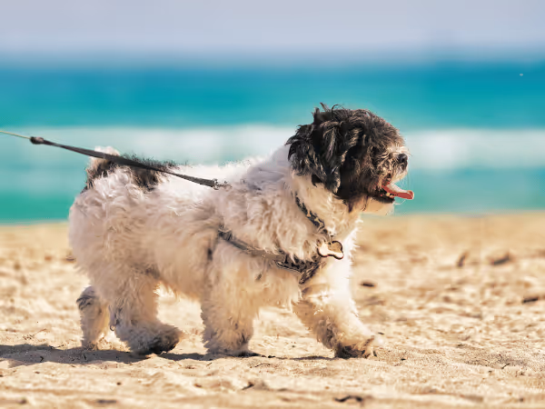 A dog happily walking along one of the dog beaches in Chicago