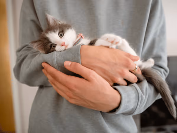 A kitten being cradled, representing a pet parent caring for a kitten, providing only safe kitten treats