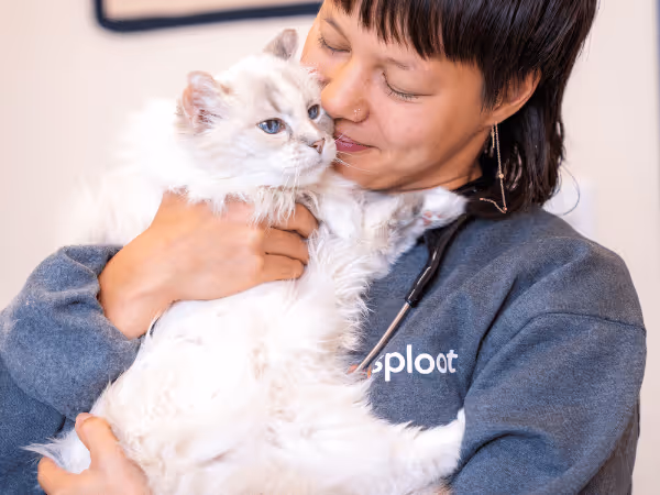 A kitten taken to Sploot Vets, a Fear Free vet clinic for cats in Denver, Colorado Springs, and Chicago