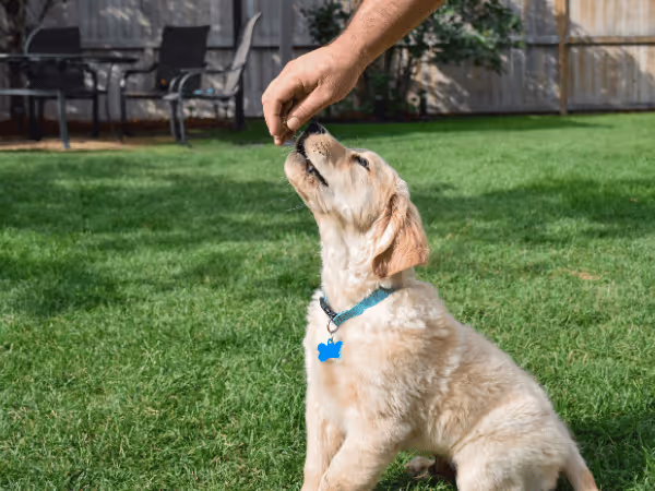 A puppy being given one of the best puppy training treats while training in the yard