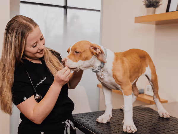 A puppy brought for a puppy exam at Sploot Veterinary Care, a vet clinic for puppies and dogs in Denver, Colorado Springs, and Chicago