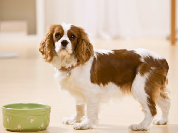 A puppy standing beside a bowl, representing the best puppy food for sensitive stomachs