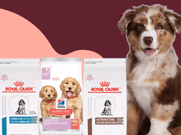 Three examples of the best dry puppy food for sensitive stomachs from Hill’s Science and Royal Canin