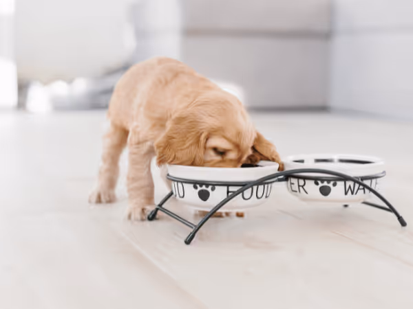A puppy eating from a bowl, representing the best puppy food for sensitive stomachs