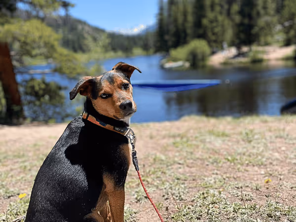 A photo of a pet parent hiking with a dog, showing the dog, wearing a comfortable leash, in front of a stunning natural landscape