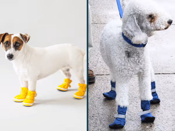 Photos of dogs wearing dog shoes or dog booties, which are great for hiking with a dog, especially in harsh terrain