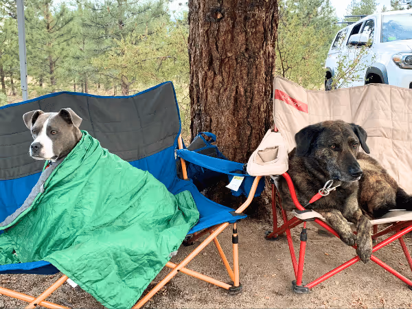 Two dogs relaxing at a campsite, representing camping with a dog or how to camp with a dog