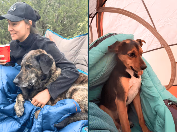 Two dogs sleeping inside a tent, representing how to camp with a dog safely