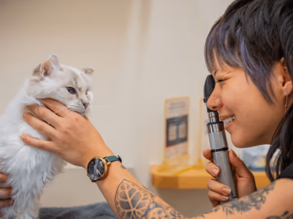 A cat enjoying continuity of care at Sploot Vets, an all-in-one vet clinic in Denver, Colorado Springs, and Chicago‍