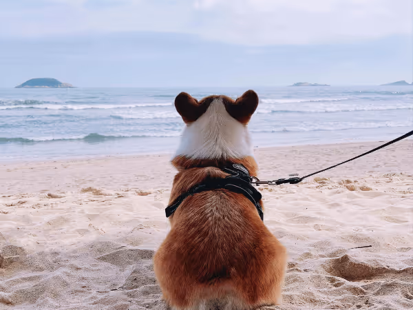 A photo of a dog looking out toward a dog beach, representing dog beach safety or dog swimming safety in a beach