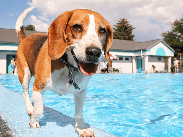 A photo of a happy dog beside a swimming pool representing dog swimming pool safety