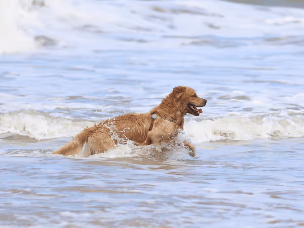 A photo of a happily swimming in a beach representing dog beach safety or swimming safety for dogs in a beach