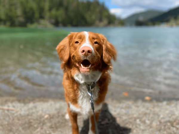 A dog standing in front of a lake, representing some of the best dog-friendly hikes in Colorado Springs
