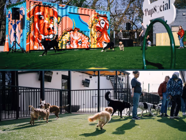 Some of the dog parks of PUP Social, a dog-friendly space in Chicago