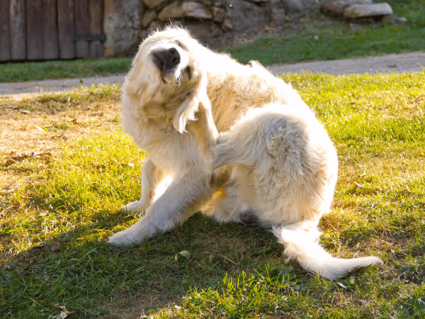 A dog scratching, representing a symptom of flea and tick infestation that needs flea and tick control for dogs