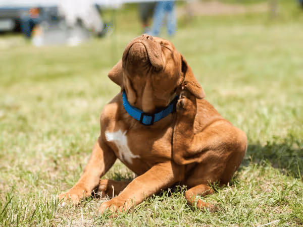 A dog scratching, representing a symptom of flea and tick infestation that needs dog flea and tick prevention