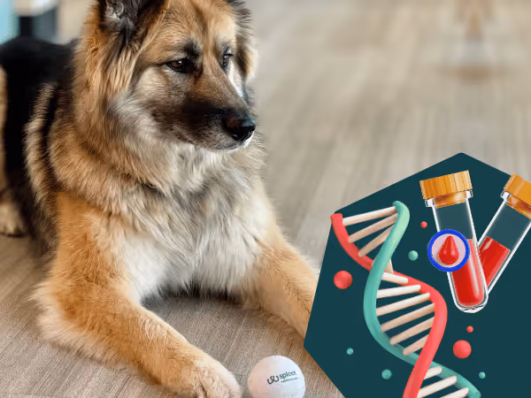 A dog at Sploot Vets beside an image of a DNA helix, representing cfDNA testing for dogs available in Sploot’s vet clinics in Denver, Colorado Springs, Chicago