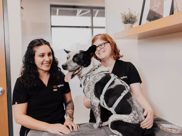 A dog going to Sploot Vets to get cfDNA testing for dogs