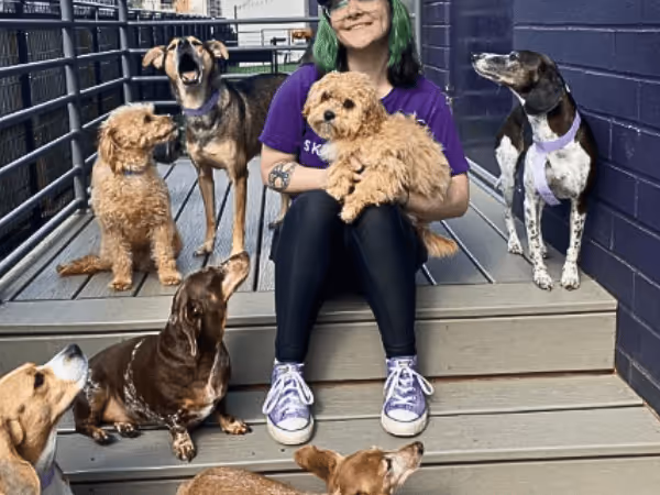Dogs playing in Skiptown, a dog boarding establishment in Denver