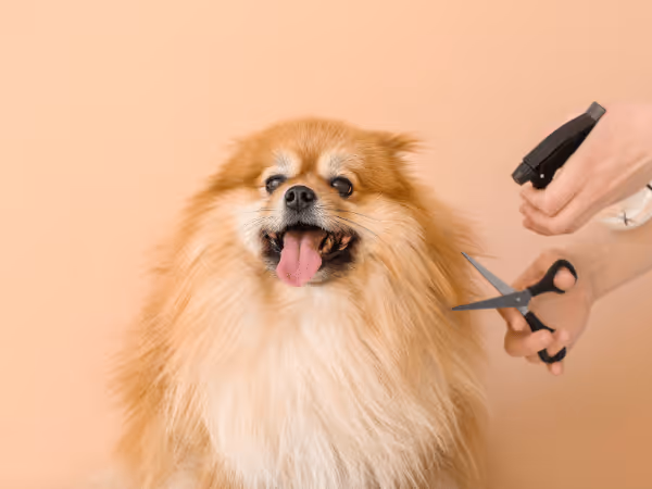 A Pomeranian getting professional grooming, representing dog grooming best practices