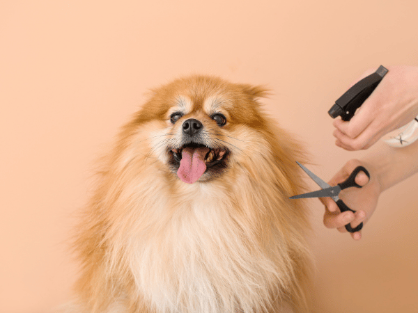A Pomeranian getting professional grooming, representing dog grooming best practices