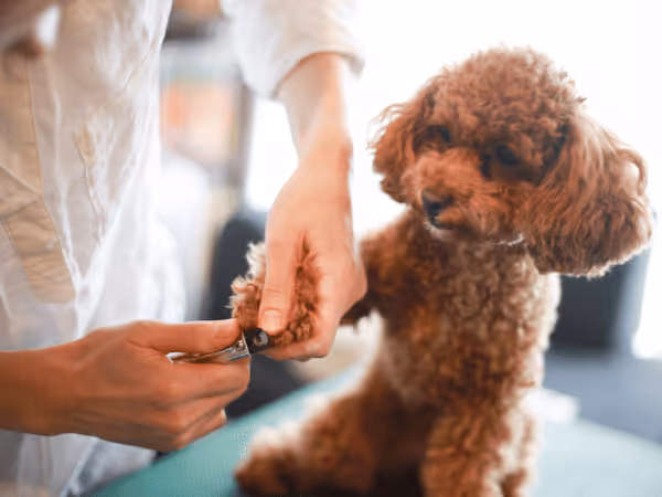 A Poodle getting professional grooming, representing dog grooming best practices