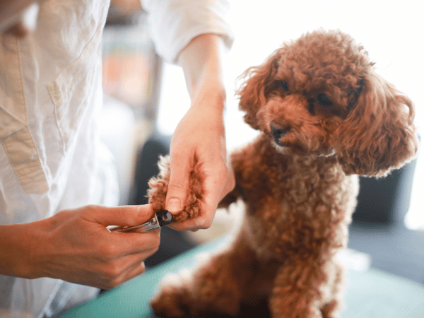 A Poodle getting professional grooming, representing dog grooming best practices