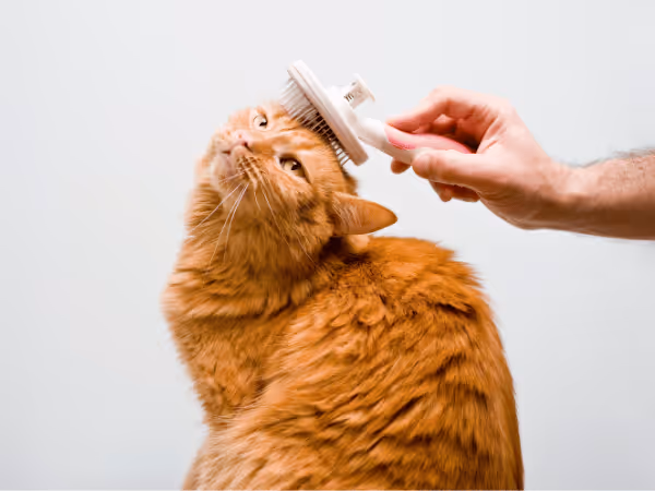 A cat getting groomed, representing the importance of professional cat grooming