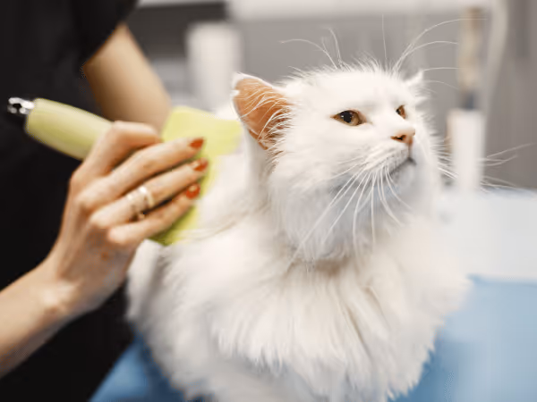 A cat getting groomed, representing the importance of professional cat grooming