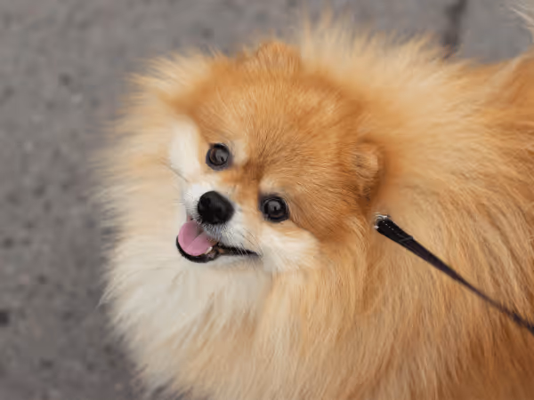 Close-up of a happy pomeranian on a leash going to a dog friendly coffee shop in Chicago with their pet parent