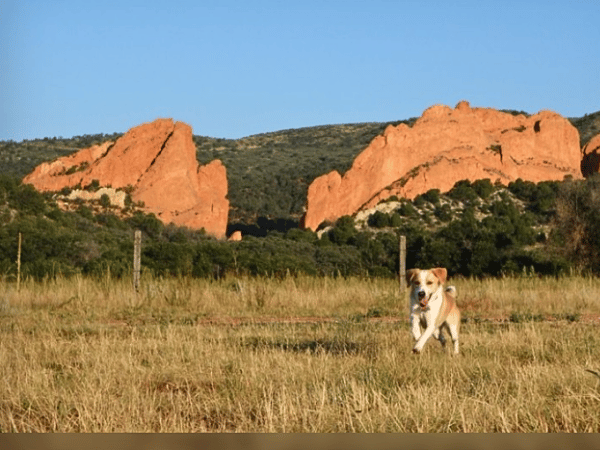 Garden of the Gods Off-Leash Area, one of the dog parks in Colorado Springs